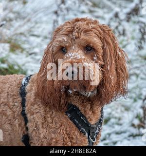 Cockapoo cane faccia coperta di neve durante una passeggiata in campagna Foto Stock