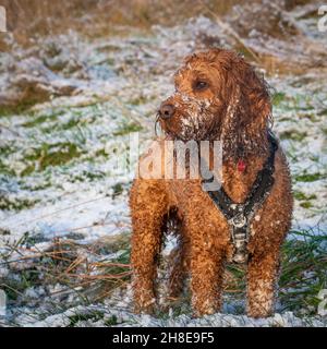 Cockapoo cane in attesa sul proprietario con il suo volto coperto di neve durante una passeggiata in campagna Foto Stock