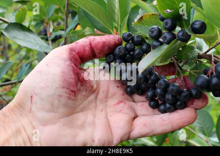 Raccolta di chokeberry. Diramazione con bacche di chokeberry in mano. Foto Stock