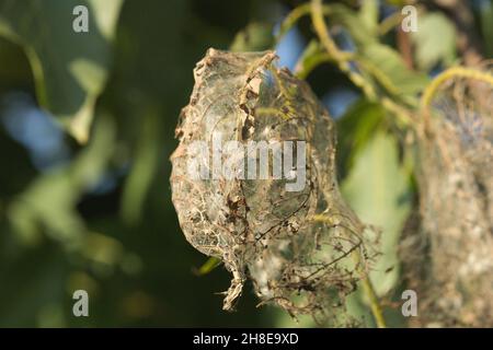 Apple ermine falena larve colonia web su albero di mele. Famiglia Yponomeutidae. Yponomeuta malinellus Foto Stock