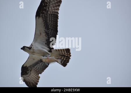 Primo piano Osprey che trasporta il pesce in volo. Foto Stock