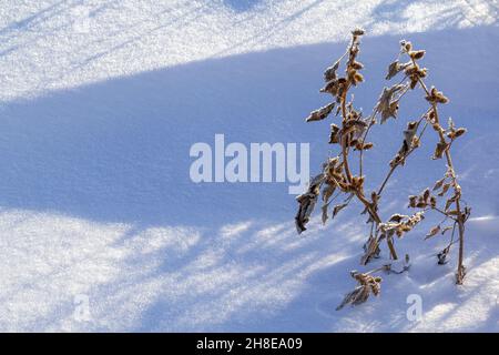 Xanthium pianta medicinale contro lo sfondo di inverno nevoso toroi. Foto Stock