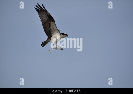 Un Osprey bagnato vola con le sue artigli in un pesce. Foto Stock