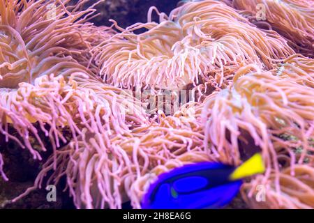 Luminosi anemoni marini rosa come parte di un ecosistema di barriera corallina nel mare acquario in primo piano. Foto Stock