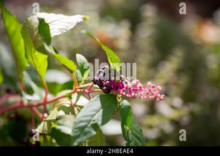 Autunno - arbusto con frutti interessanti sotto forma di uva e colore sullo sfondo del bokeh Foto Stock