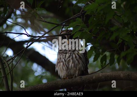 Primo piano Barred Owl seduto in un albero. Foto Stock