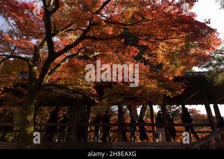 Kyoto, Giappone. 26 novembre 2021. Ponte Tsuten-kyo circondato da foglie colorate in autunno all'interno del Tempio Tofuku-ji. Il Tempio Tofuku-ji è uno dei cinque templi Gozan di Kyoto. Fondata nel periodo Kamakura, ha mantenuto la sua architettura Zen fin dal Medioevo. E' popolare per le sue incantevoli vedute durante la stagione di Momiji. Credit: SOPA Images Limited/Alamy Live News Foto Stock