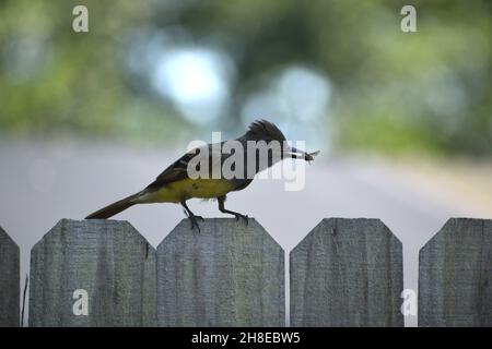 Un maschio Great-crested Flycatcher cattura un bug volante. Foto Stock