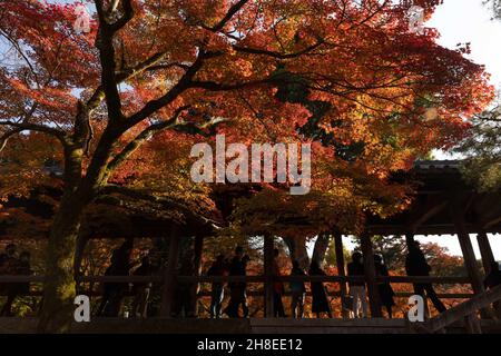 Kyoto, Giappone. 26 novembre 2021. Ponte Tsuten-kyo circondato da foglie colorate in autunno all'interno del Tempio Tofuku-ji. Il Tempio Tofuku-ji è uno dei cinque templi Gozan di Kyoto. Fondata nel periodo Kamakura, ha mantenuto la sua architettura Zen fin dal Medioevo. E' popolare per le sue incantevoli vedute durante la stagione di Momiji. (Credit Image: © Stanislav Kogiku/SOPA Images via ZUMA Press Wire) Foto Stock