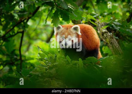 Red Panda - Ailurus Fulgens a piedi e arrampicata sul ramo nella foresta, carnivora nativo dell'Himalaya orientale e della Cina sud-occidentale, elenco Foto Stock