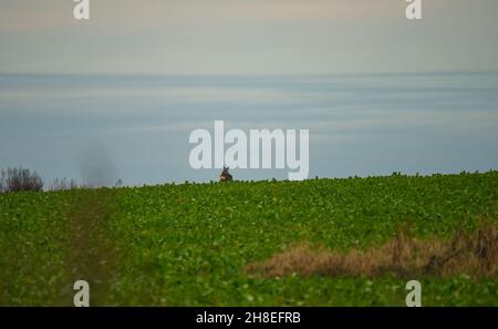 un campo di inverno verde leaved raccolto raps che si stringe dentro alla distanza, un capriolo sullo sfondo Foto Stock