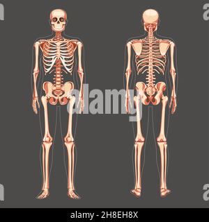 Vista posteriore anteriore dello schema umano dello scheletro. Set di colore naturale piatto concetto Vector illustrazione scheda didattica di anatomia isolato su sfondo scuro banner infografica medica, umano cranio rachide costole Illustrazione Vettoriale