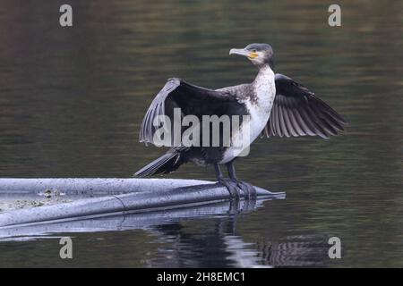 Cormorant a Rhodes Lodges, Middleton Foto Stock