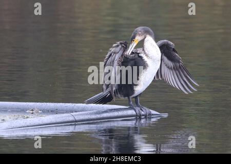 Cormorant a Rhodes Lodges, Middleton Foto Stock
