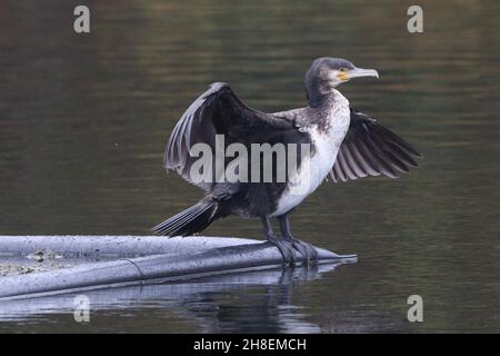 Cormorant a Rhodes Lodges, Middleton Foto Stock
