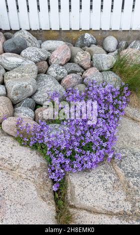 Smögen, Svezia - 10 giugno 2021: Fiori e pietre nel villaggio sull'isola Foto Stock