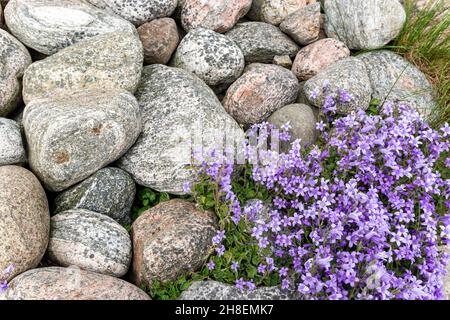 Smögen, Svezia - 10 giugno 2021: Vista ravvicinata della vegetazione tipica delle isole della costa occidentale della Svezia Foto Stock