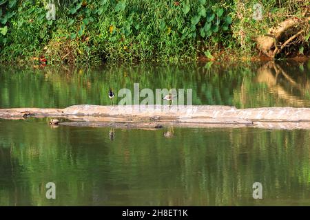 Un paio di lappate rosse (Vanellus indicus) sulle rive rocciose del fiume. Uccelli dello Sri Lanka Foto Stock