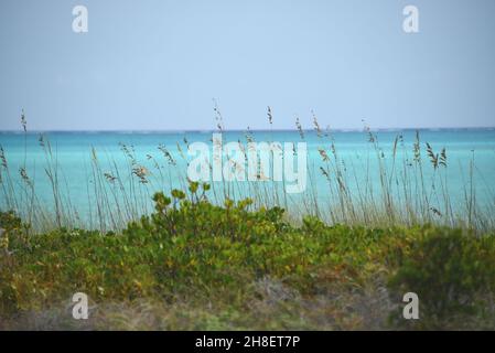 Sea Oats e vegetazione tropicale crea un bel contrasto in primo piano con il mare turchese e il cielo blu sulla costa della remota Mayaguana. Foto Stock