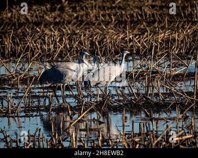 Sandhill gru di Staten Island preservare, California Foto Stock