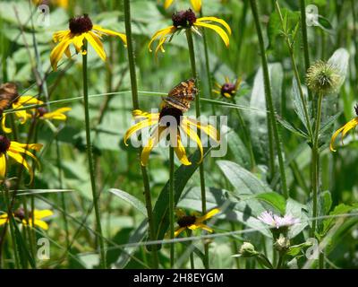 Una farfalla adornata siede su un fiore giallo. Foto Stock