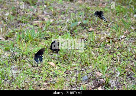 Tre splendide farfalle nere, blu e arancioni si uniscono in erba. Foto Stock