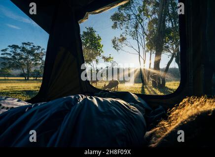 Uomo all'interno della tenda guardando canguro all'alba, Australia Foto Stock