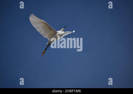 Un Egret Snowy mostra la sua bellezza volando verso l'alto contro un cielo blu profondo. Foto Stock