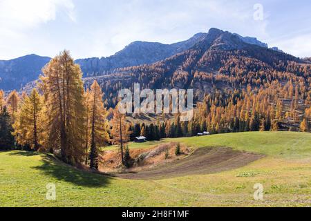 Idilliaco paesaggio autunnale con conifere di larici dorate nelle Dolomiti Foto Stock