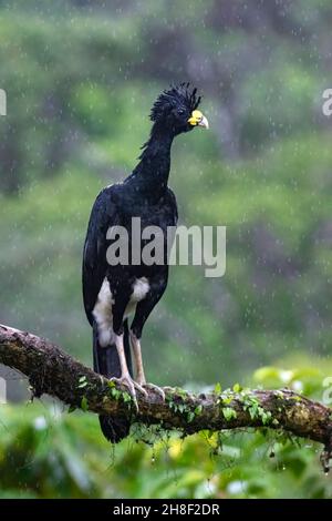 Maschio Grande Curassow (Crax rubra) sotto la pioggia - la Laguna del Lagarto Lodge - Boca Tapada, San Carlos, Costa Rica Foto Stock