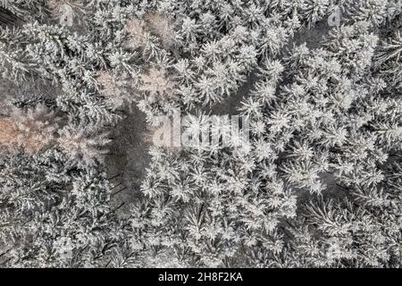 Alberi di conifere da un'antenna dall'alto verso il basso, autentico sfondo invernale. Foto Stock