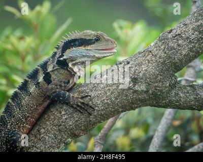 Lucertola, Un drago d'acqua, seduta su un ramo al sole, la sua bocca leggermente aperta, sorridente, rettile australiano, probabilmente maschio a causa del ventre rosso superiore Foto Stock