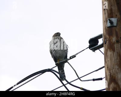 Il falco di Cooper si affaccia a est su un filo elettrico in un ambiente urbano-selvaggio. Foto Stock