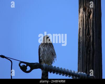 Primo piano il falco di Cooper rivolto in avanti appollaiato sulla linea di alimentazione in un'interfaccia wildland-urban. Foto Stock