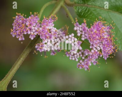 Piccoli fiori rosa, boccioli che si aprono, stami viola ricoperti di polline giallo che sporgono, fogliame verde e foglie sullo sfondo, giardino costiero subtropicale Foto Stock
