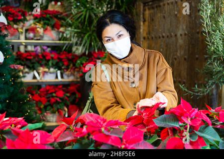 Donna in maschera protettiva sceglie fiori poinsettias pulcherrima Foto Stock