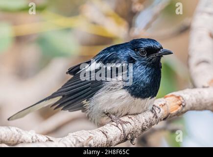 Primo piano di un grazioso uccello orientale Magpie arroccato su un ramo di albero in natura Foto Stock