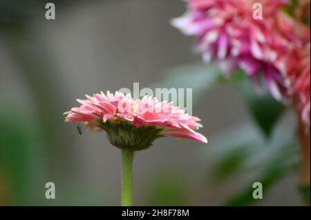 Gerbera L. è un genere di piante della famiglia delle Asteraceae. I fiori colorati vividi stanno crescendo nel giardino di casa, Howarh, Bengala Occidentale, India. Foto Stock