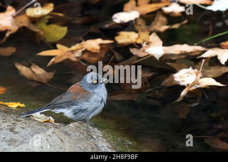 Junco con occhi gialli (Junco phaeonotus) balneazione Foto Stock