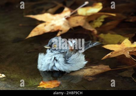 Junco con occhi gialli (Junco phaeonotus) balneazione Foto Stock