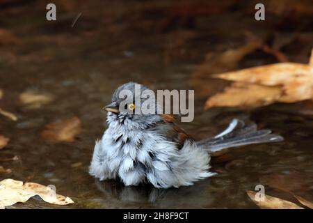 Junco con occhi gialli (Junco phaeonotus) balneazione Foto Stock