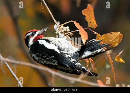 Sapsucker (Sphyrapicus nuchalis) Foto Stock