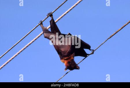 DEAD FLYING FOX SULLE LINEE ELETTRICHE, ROCKHAMPTON, QUEENSLAND, AUSTRALIA. Foto Stock