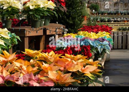 Natale immagine fotografia di rosso porpora rose fiori glitter con petali  di fiori e addobbi per l'albero di baubles in background con rosa lucido  wrap Foto stock - Alamy