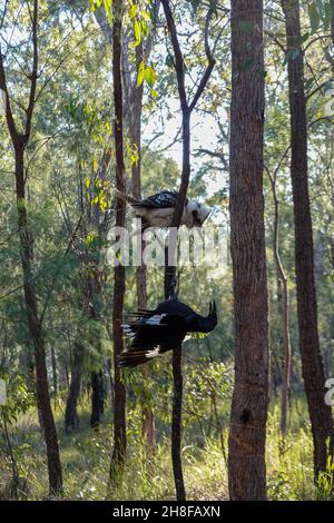 Un corvo e Kookaburra combattendo. Foto Stock