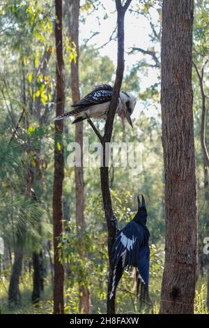 Un corvo e Kookaburra combattendo. Foto Stock