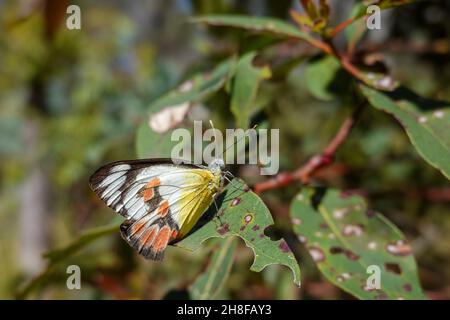 Delias eucharis - la farfalla Jezebel comune Foto Stock