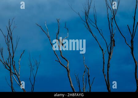 Un tipo non identificato di Kingfisher arroccato in un albero. Foto Stock