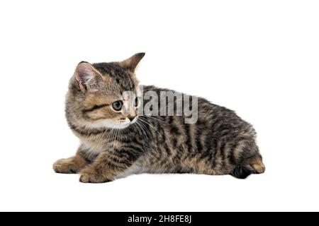 il gattino tabby purebred si siede su uno sfondo bianco isolato Foto Stock