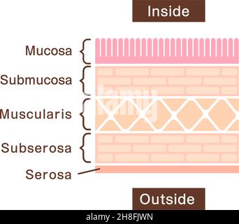 Vista in sezione illustrazione della parete gastrica (rivestimento dello stomaco) Illustrazione Vettoriale